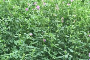 紫花苜蓿是多年生牧草嗎