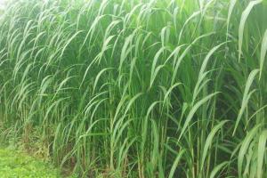 皇竹草畝產多少斤干飼料，皇竹草曬干以后還有營養嗎