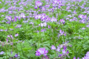 紫云英種植一畝需要多少種子