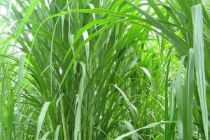 畜牧草種子去哪里買