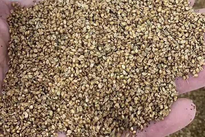 寬葉雀稗草坪種子多少錢一斤
