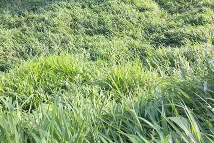 寬葉雀稗一平米需要多少種子