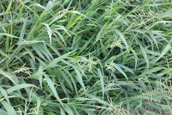 寬葉雀稗種植一畝地需要多少種子