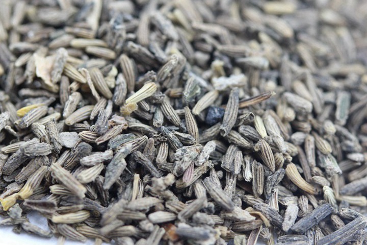 白晶菊種子如何購買(便宜又靠譜)