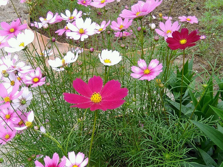 波斯菊冬季可以開花嗎？