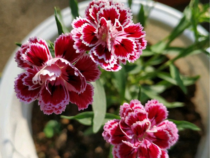 常夏石竹冬季開花嗎