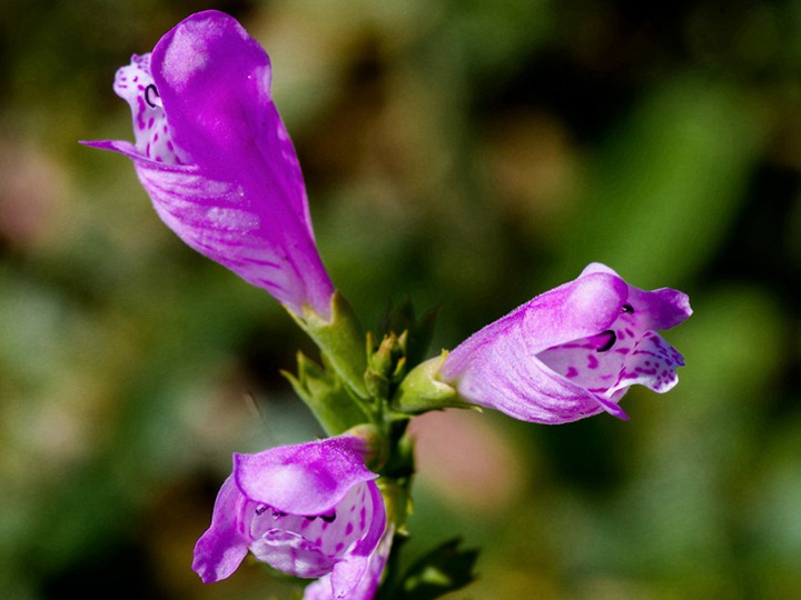 吊鐘柳開花有香味嗎