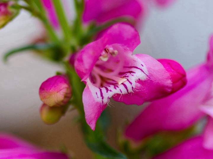 吊鐘柳種植后多久發芽(適合發芽的溫度)