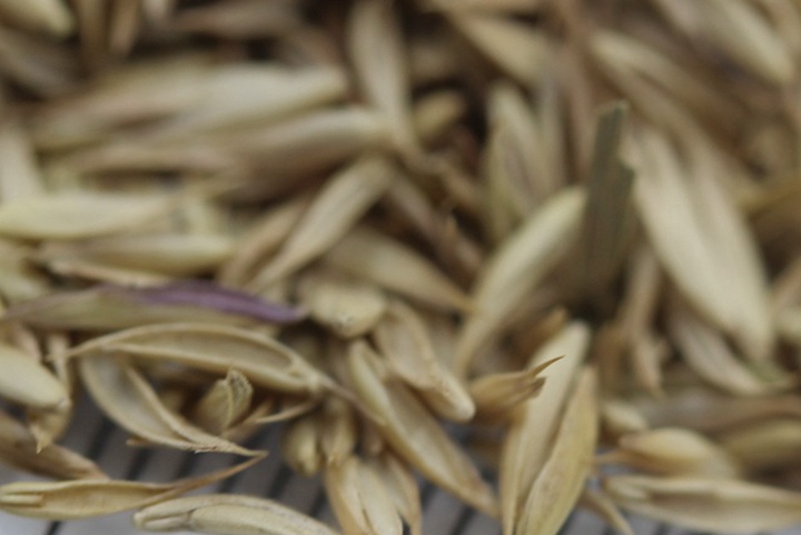 鴨茅種子