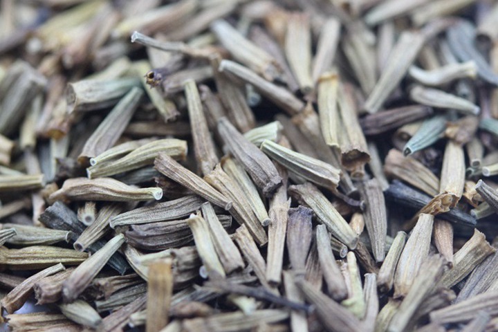 除蟲菊的種子什么時候種植比較好