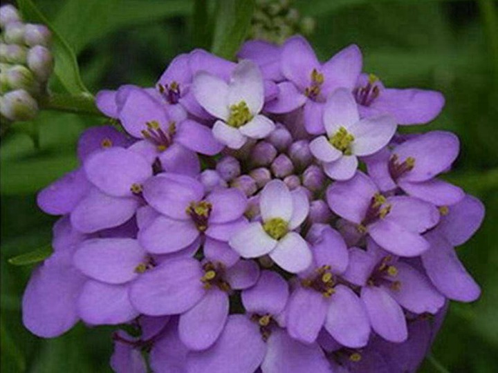 蜂室花幾月種植效果最好？