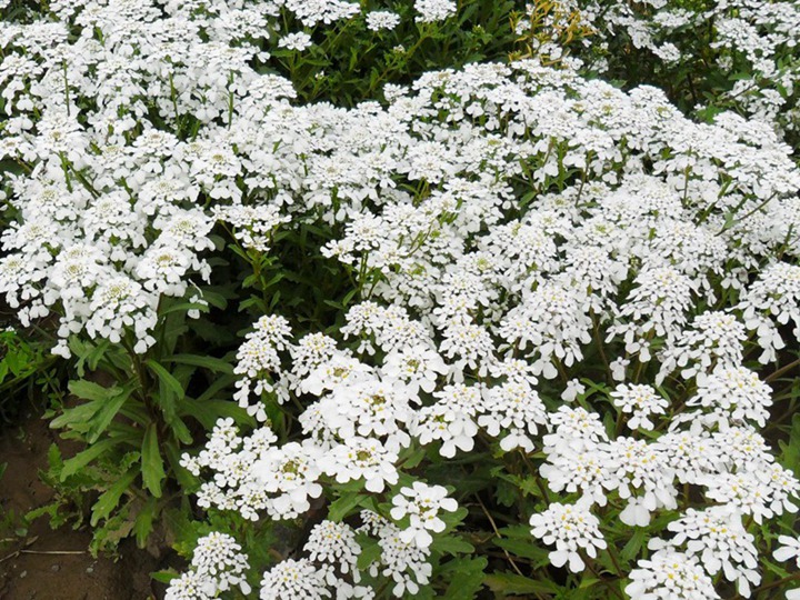 蜂室花什么時候種植最適合