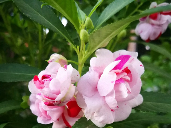 鳳仙花有幾種顏色，是一年生花卉么