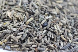 白晶菊種子如何購買(便宜又靠譜)