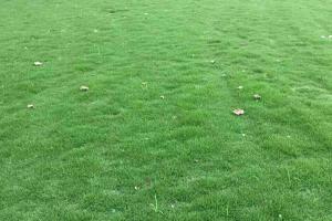 百慕大草坪多少錢一平米(百慕大草坪一平米多少錢)
