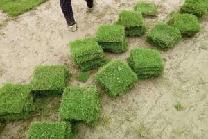 百慕大草坪草籽多少錢一斤？