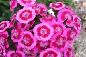 常夏石竹幾月份可以開花(常夏石竹花期是幾月)