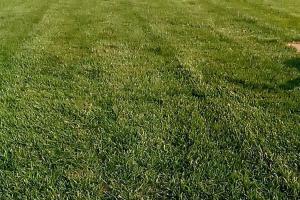 多年生黑麥草草坪可以使用幾年