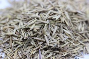 [堿茅草種子]堿茅草種子圖片_最新批發價格_種植方法