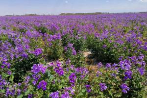 二月蘭開花時如何養護(二月蘭開花后怎么處理)