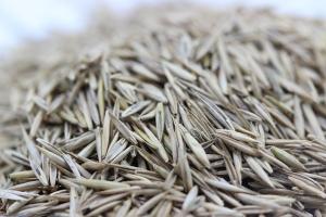 [紫羊茅種子]紫羊茅種子圖片及形態特征