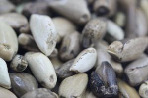 [墨西哥玉米草種子]墨西哥玉米草種子價格及播種方法