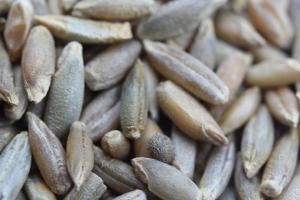 [冬牧70黑麥草]冬牧70黑麥草種子價格及播種方法