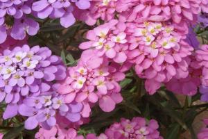 蜂室花七八月份能種植嗎