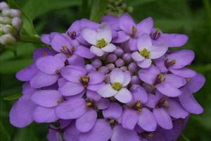 蜂室花適合北方種植嗎