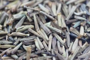 除蟲菊種子什么時候播種最好
