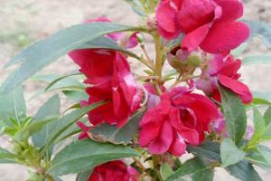 鳳仙花的花期長嗎(鳳仙花期能持續多久)