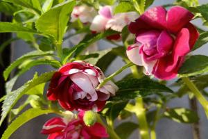 鳳仙花播種后多久可以開花
