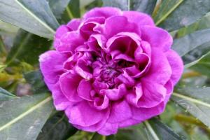 鳳仙花能在東北過冬存活嗎