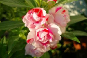 鳳仙花適合什么時候種植