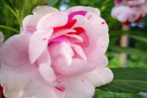 鳳仙花一斤種子多少錢(2022年鳳仙花種子價格)