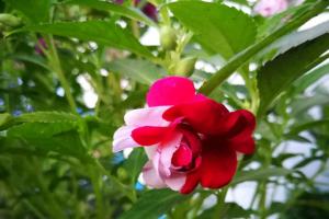 鳳仙花一畝需要多少種子(鳳仙花播種用量)