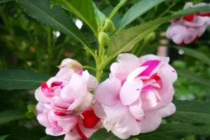 鳳仙花有幾種顏色，是一年生花卉么