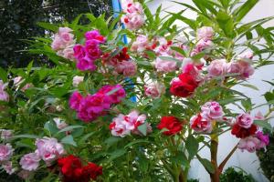 鳳仙花在冬天能不能種