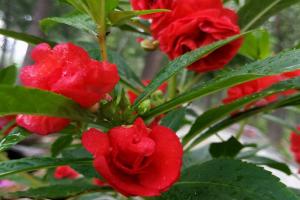 鳳仙花種植一畝地需要多少種子(鳳仙花播種密度)