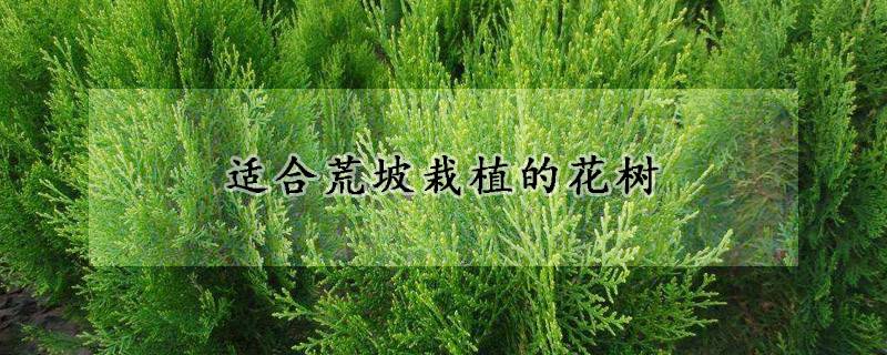 荒山綠化適合栽什么樹種