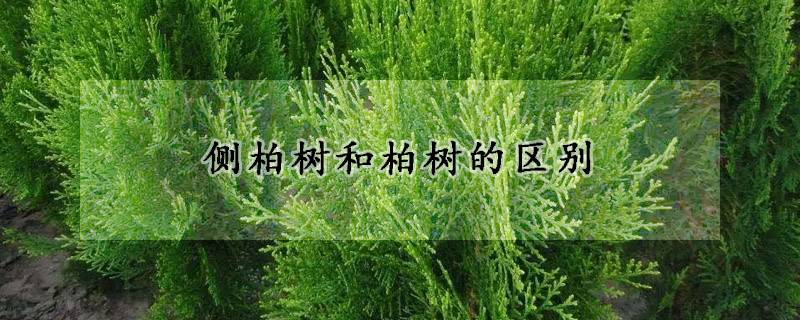 側柏樹和柏樹的區別是什么？
