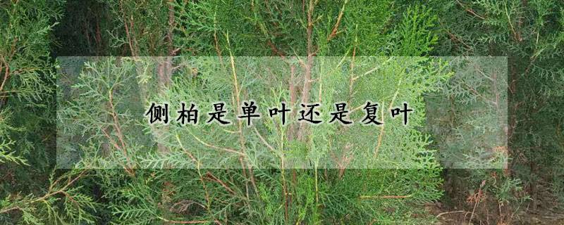 側柏的葉子是單葉還是復葉