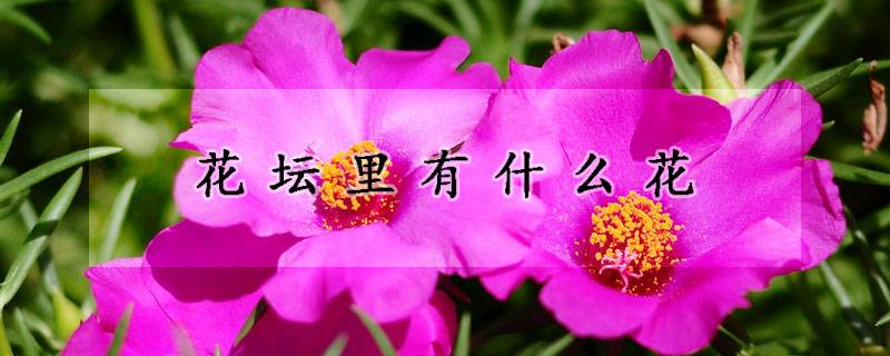 花壇里有什么花(花壇里的常用花卉有哪些)
